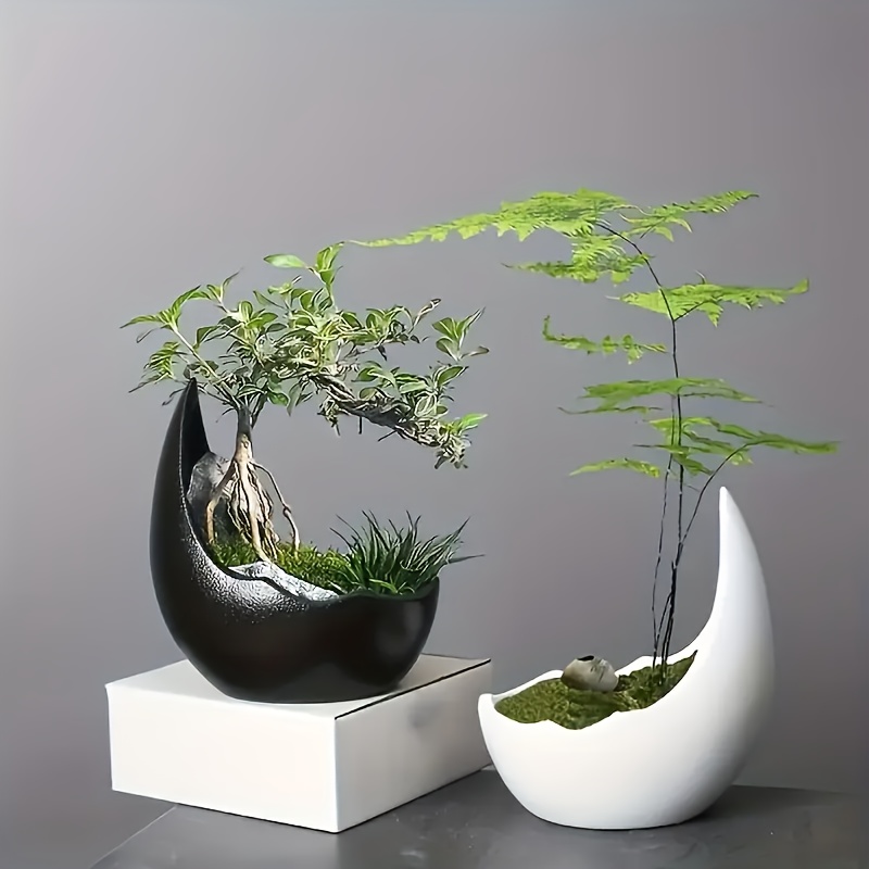 tpfe fr bonsai: kostenloser Versand innerhalb von 90 Tagen  Temu