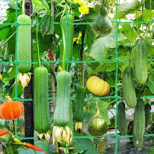 melonen- obst-kletterstütznetz aus verstärktem nylon, gurken-luffa-halternetz, -fall-obst-rankehalter, hof-garten langlebiges wachstumsnetz mit tasche