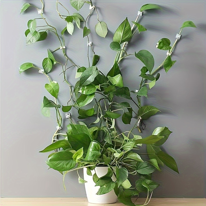 

Support pour plantes Monstera vert : plastique, irrégulière, , utilisation intérieure, hauteur 3,5 cm/1,38 pouces, largeur 2 cm/0,79 pouces