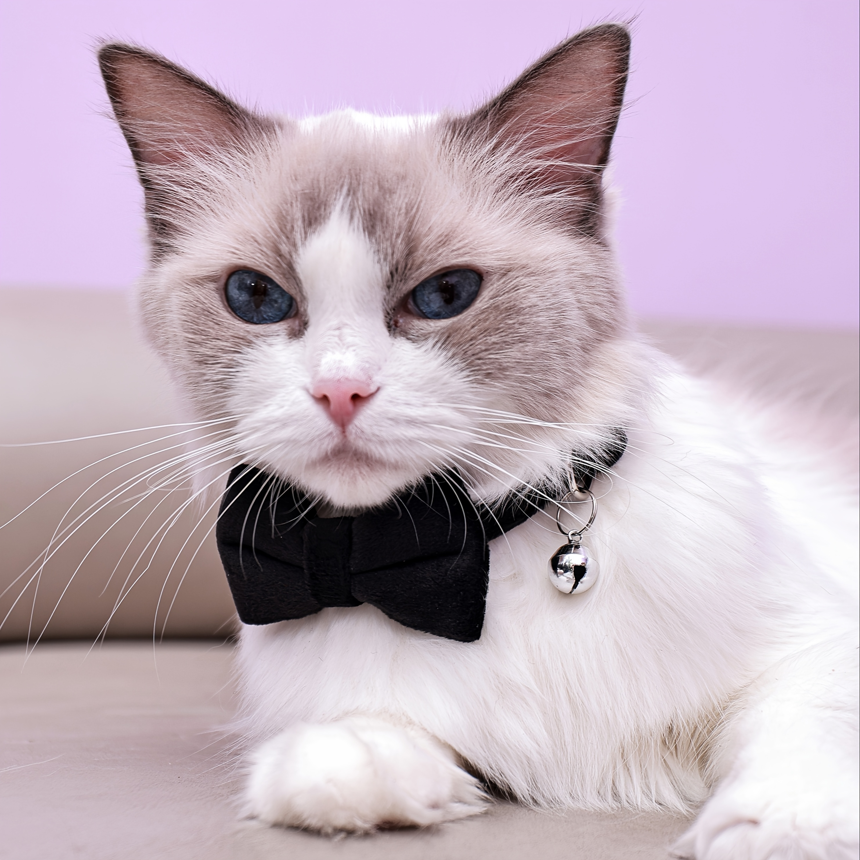 adjustable plush cat collar with detachable bowtie comfortable   neck short long collars   for small cats and dogs pet collar accessory     fabric collar Product details 3