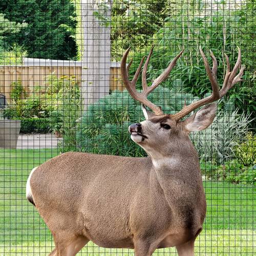 deer fence net groundhog garden net with 50 cable ties and 10 stakes for bird protection plants vegetable anti bird fruit tree deer squirrel rabbit and other animals black 7x100 feet reusable bird net protects vegetables tomatoes strawberries berry trees against small animals