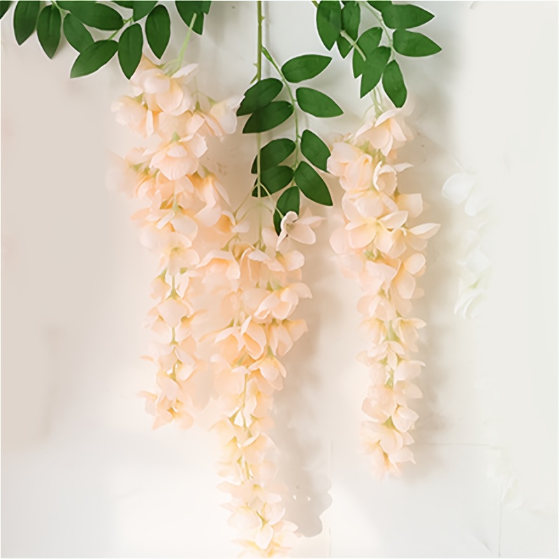 verrucosum variegata Philodendron verrucosum variegated TC Plantlet – OrchidBox Wholesale main image 1
