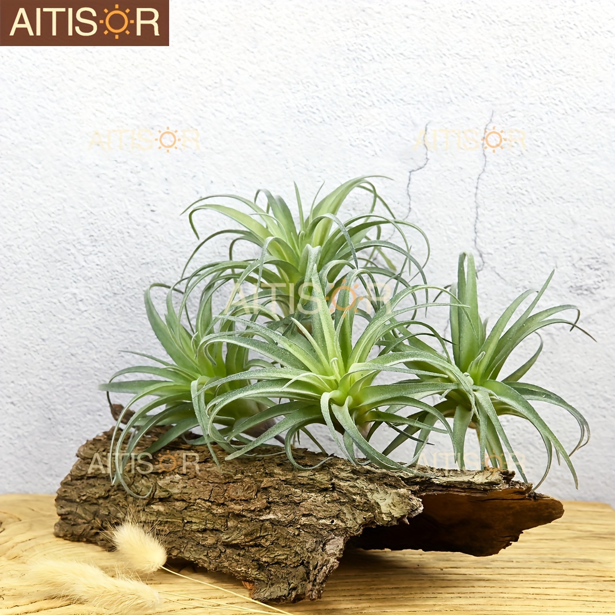 best growing conditions for philodendron Explore Our Philodendron Gloriosum main image 0