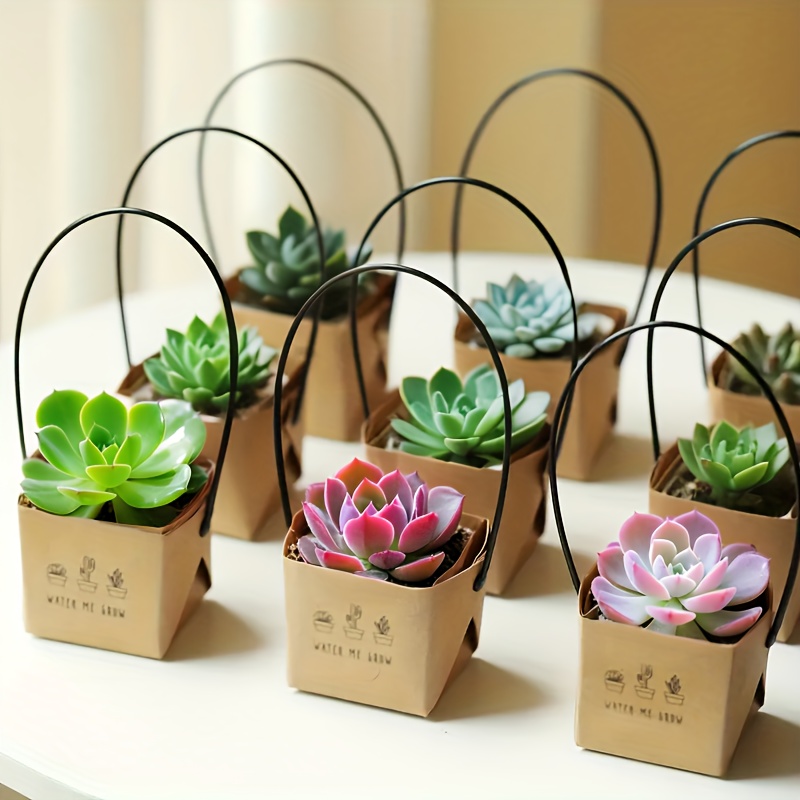 25pcs of a   grow succulent gift bag   plastic paper labels for 2 inch mini potted plants along with planting instructions   cactus and succulent decorations as well as for baby baptisms weddings and party decor