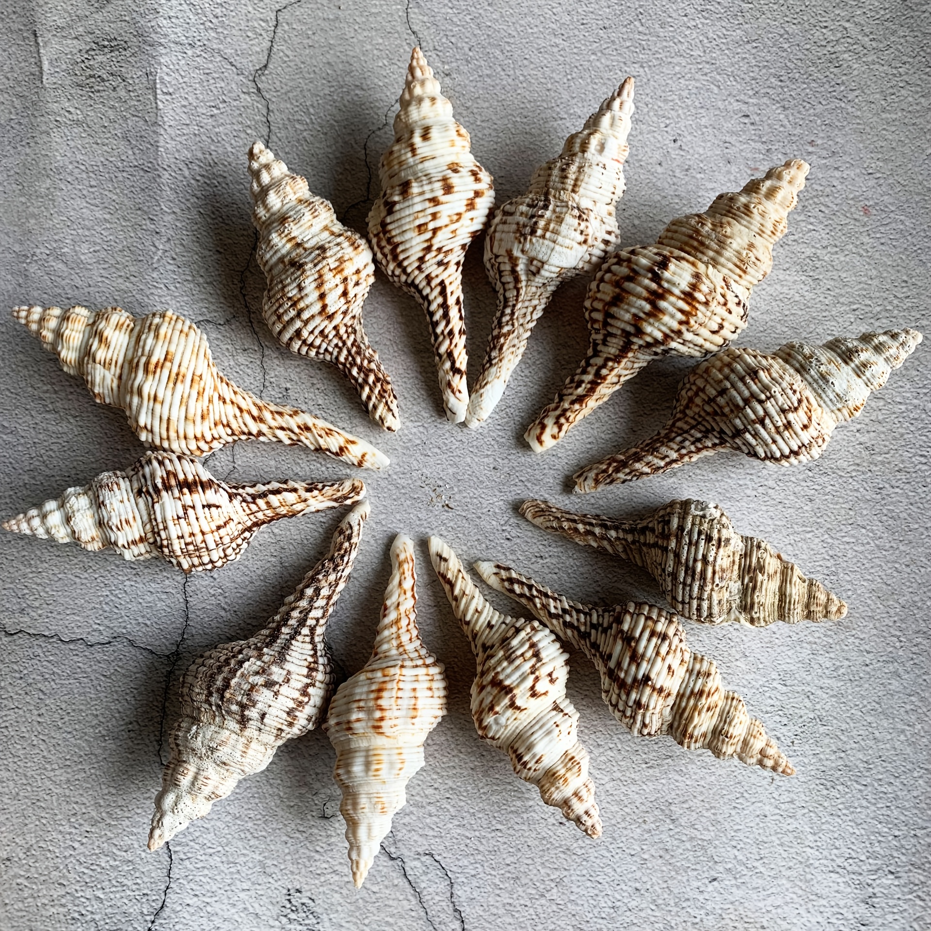 Image of 10pcs Of Long Spiral Mediterranean Conch Shells, Used For Handmade Crafts, Fish Tank Coral Decoration Landscaping, Etc., The For Gifts