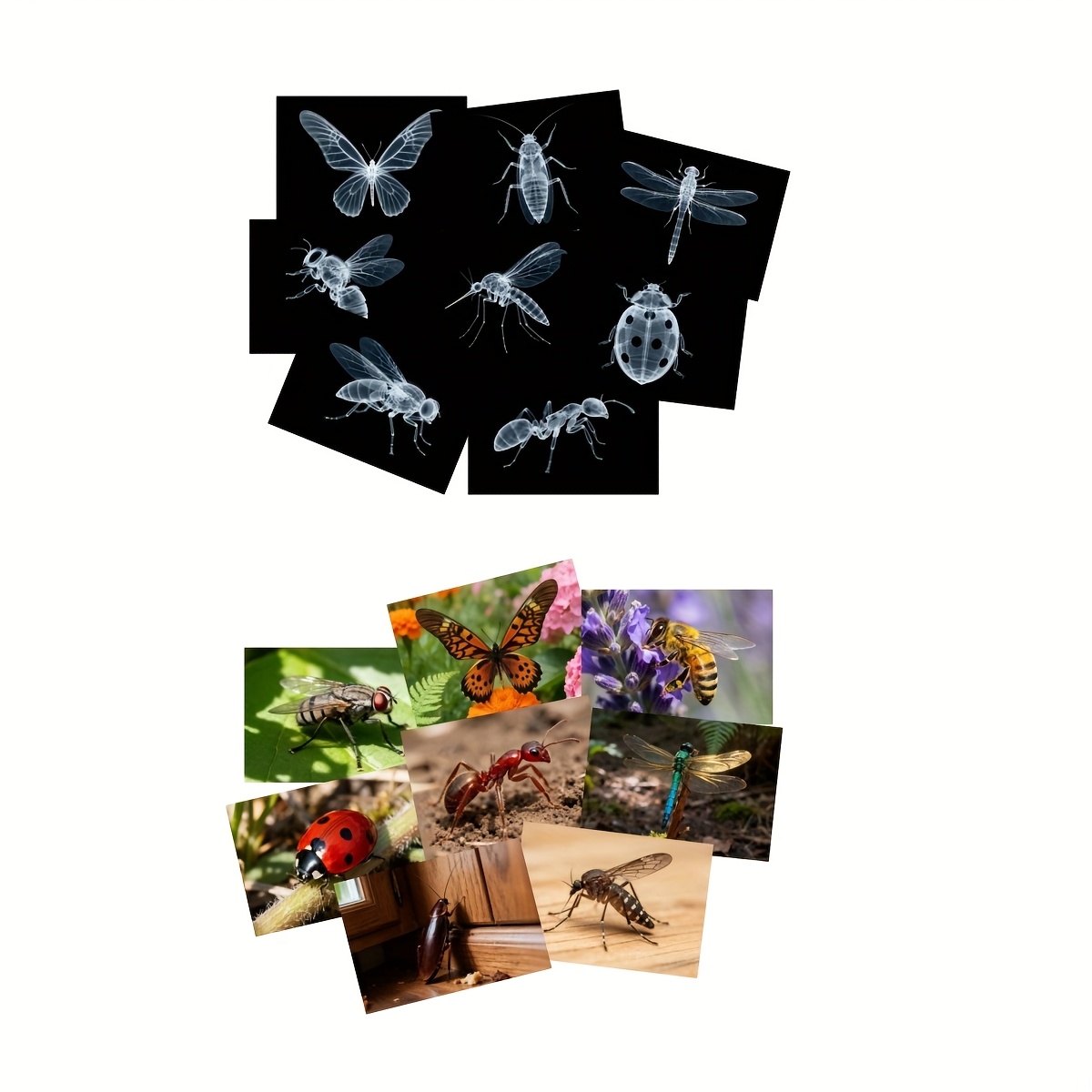 E-shop 16 Röntgenfilme von Insekten- Tierskeletten, Erkundung von Tierskeletten, Wissenschaftsset, geeignet für Leuchtpult, Lichttisch