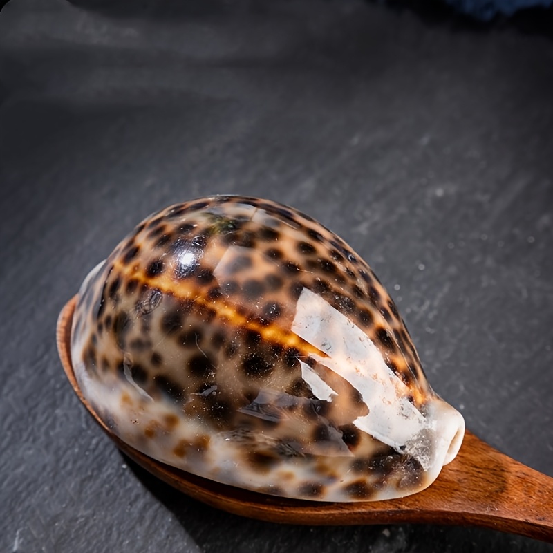 TEMU Snail Yellow Treasure Treasure - Treasure Turtle Shell Treasure Rabbit Snail Treasure Arabian Treasure Snail Specimen Collection Fish Tank