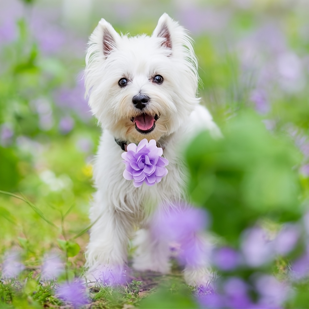 10pcs Flower Dog Collars with Removable Bow Ties