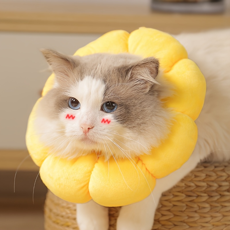 Kitten Cat Licking Seresto Collar Kitten Cat Keeps Licking Seresto - Main Image