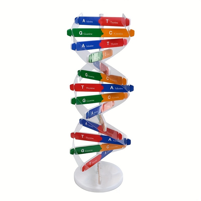 

Diy Human Gene Dna Spiral Model Kit - Educational Biology Science Experiment Tool, Non-electric