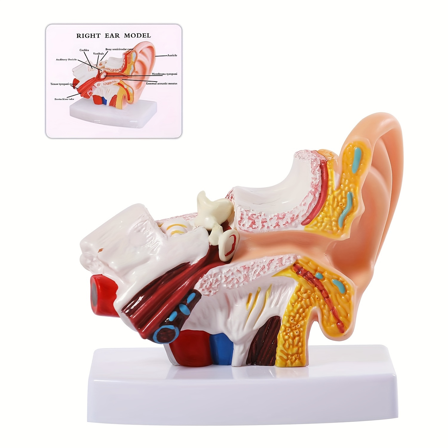 

1pc Anatomical Model, 1.5 Size, Pvc Material, Non-electrical, Educational Ear Anatomy Display For Medical Study