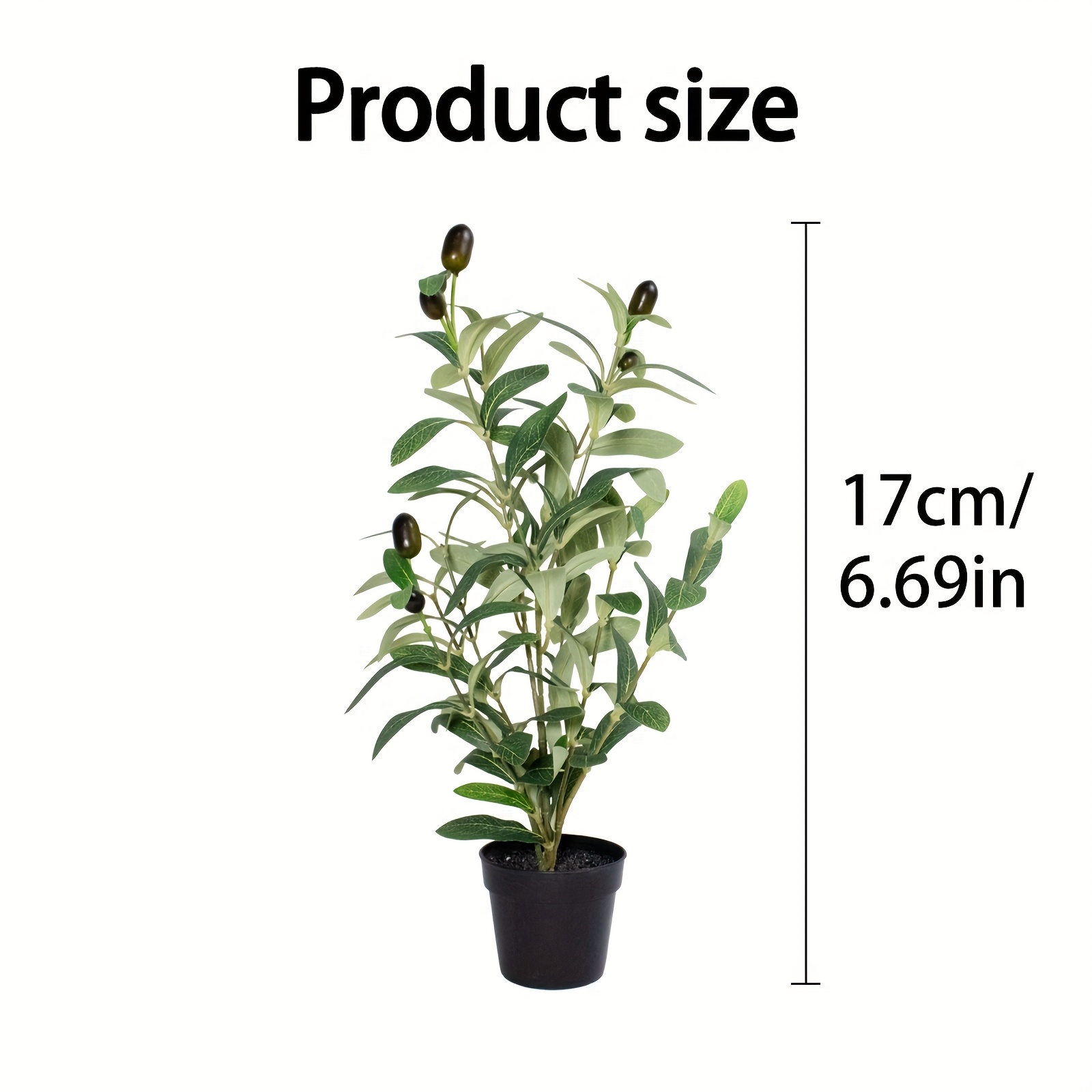 blumentopf fr olivenbaum Olivenbaum im Whiskyfass Kombi-Angebot  Teeninga Palmen