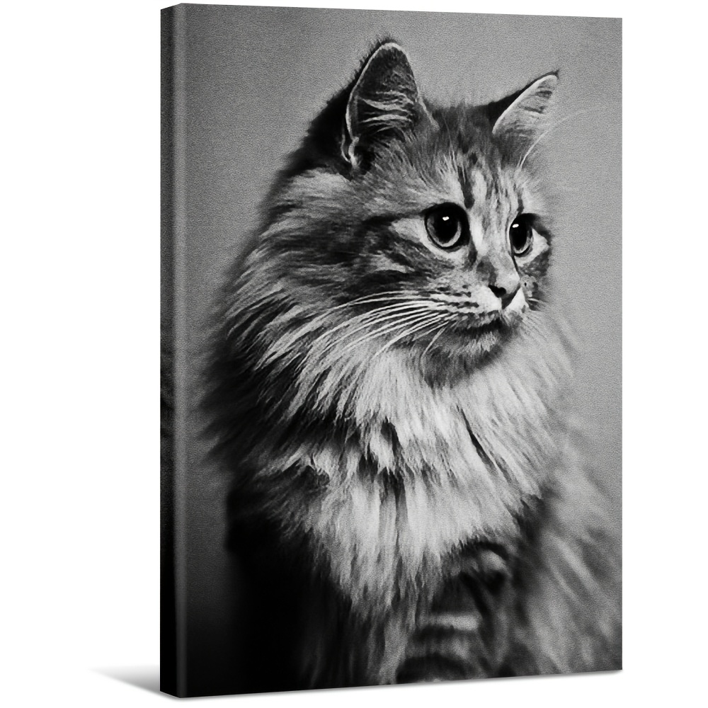 large black white fluffy long haired cat canvas wall art Temu