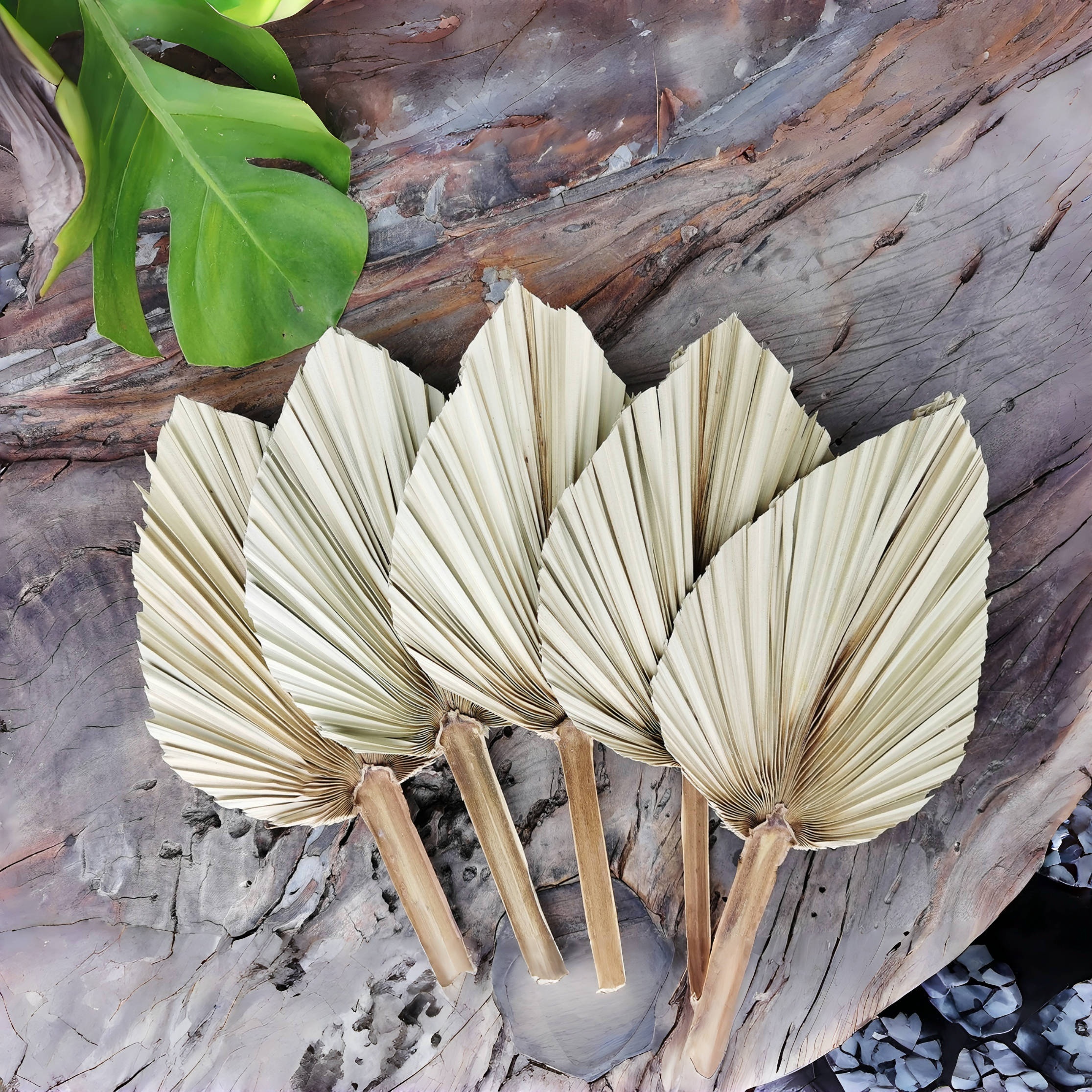 Greta Natural Dried Palm Leaves Pack of 12 Heart Oval Shape Dried Palm  Spears for Wedding House Party Kitchen Decoration Indoor Outdoor Occasions  : Buy Online at Best Price in KSA 