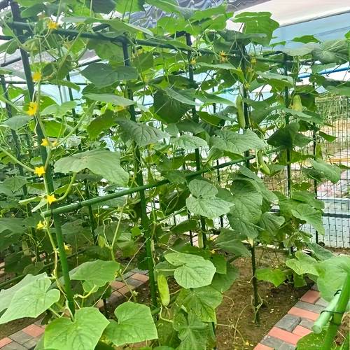 28pcs climbing vine cucumber bean trellis rustic plant stand outdoor courtyard plastic coated steel pipe support poles 12 poles 6 connecting tubes 4 a type clips 6 swivel fasteners
