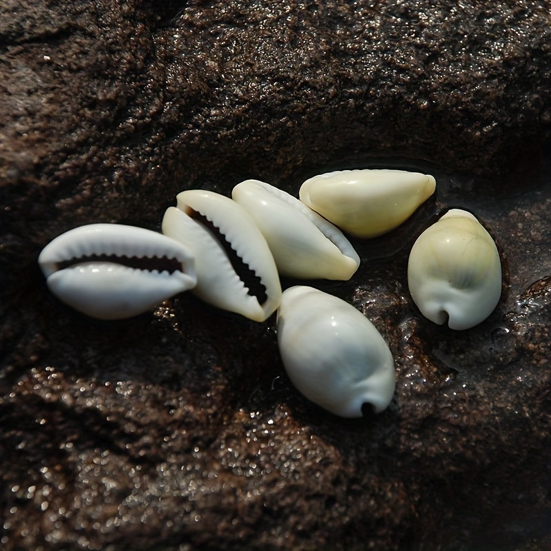 10個の黄色のタカラガイの貝殻 天然貝標本 海洋貝diy家庭用水槽の装飾