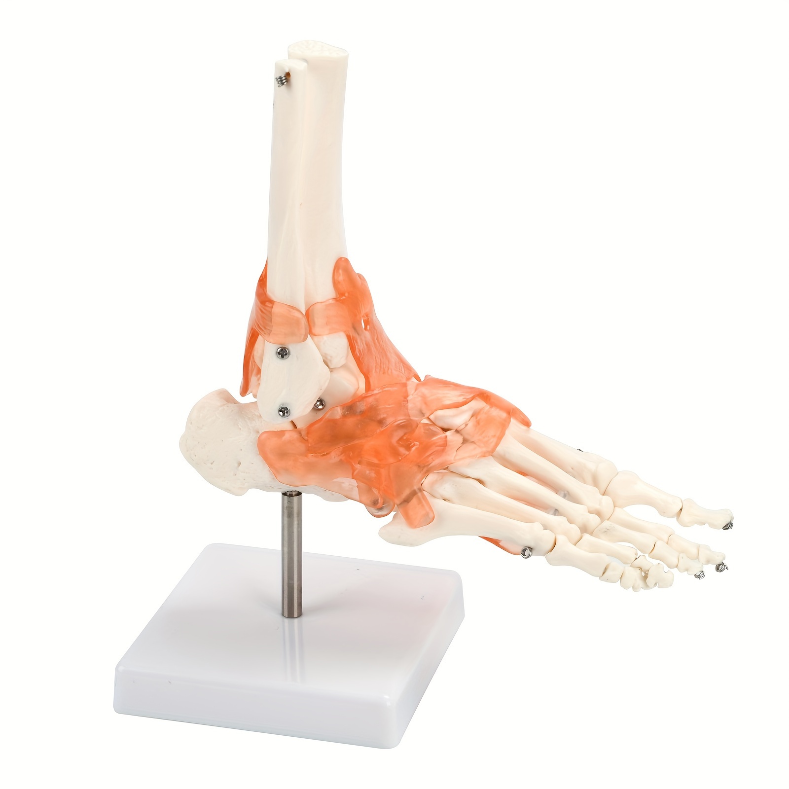 

1:1 Human Ankle Joint Model With Ligaments, Medical Anatomy Skeleton, Educational Teaching Tool, Plastic Material