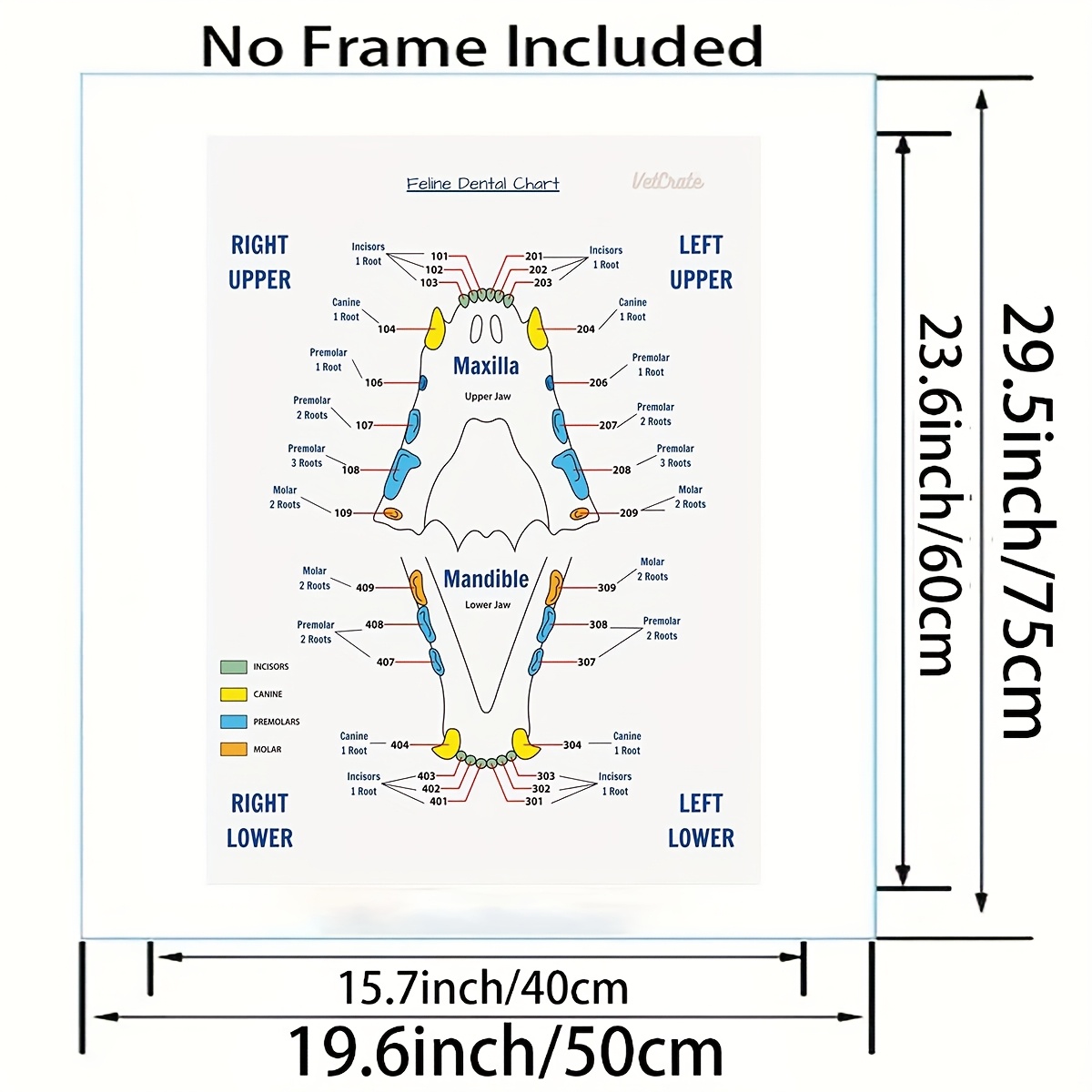 veterinary dog teeth chart poster dental chart Temu Australia