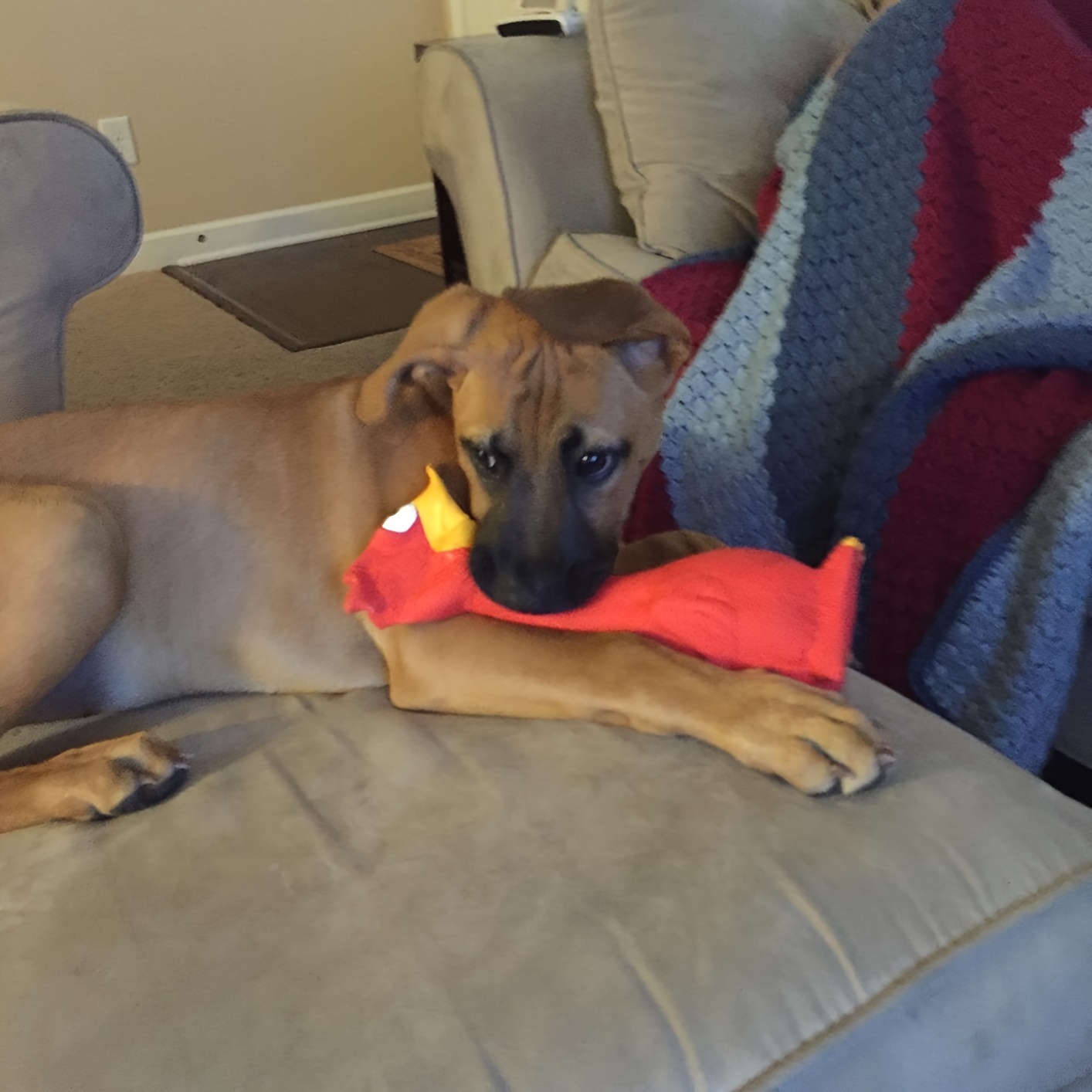 Sturdy Latex Toy Shaped Like a Screaming Chicken, Duck, Or Dog, Designed for Chewing And Playful Entertainment with a Squeaker for Added Fun, Without Battery