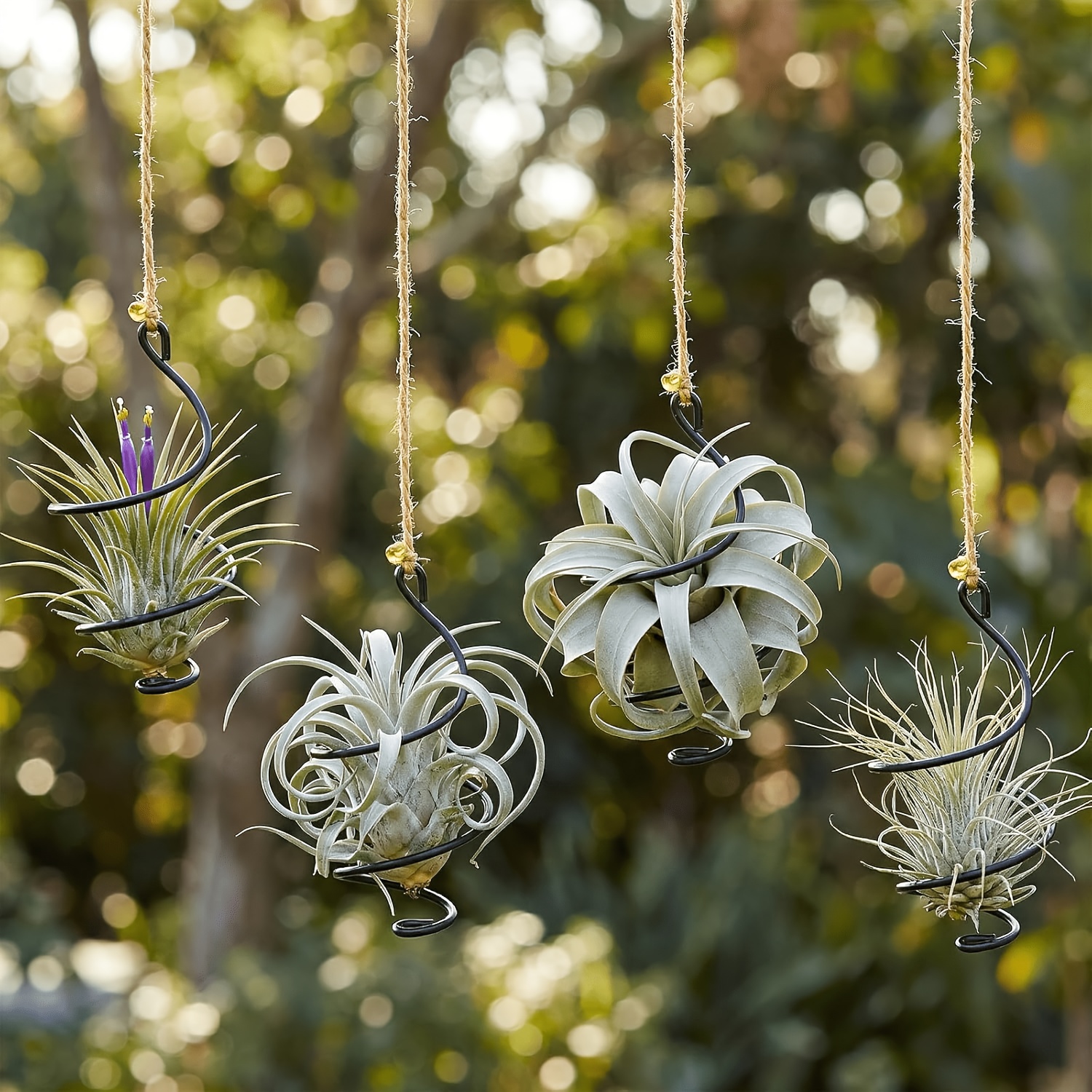 air plants sold on Temu Australia