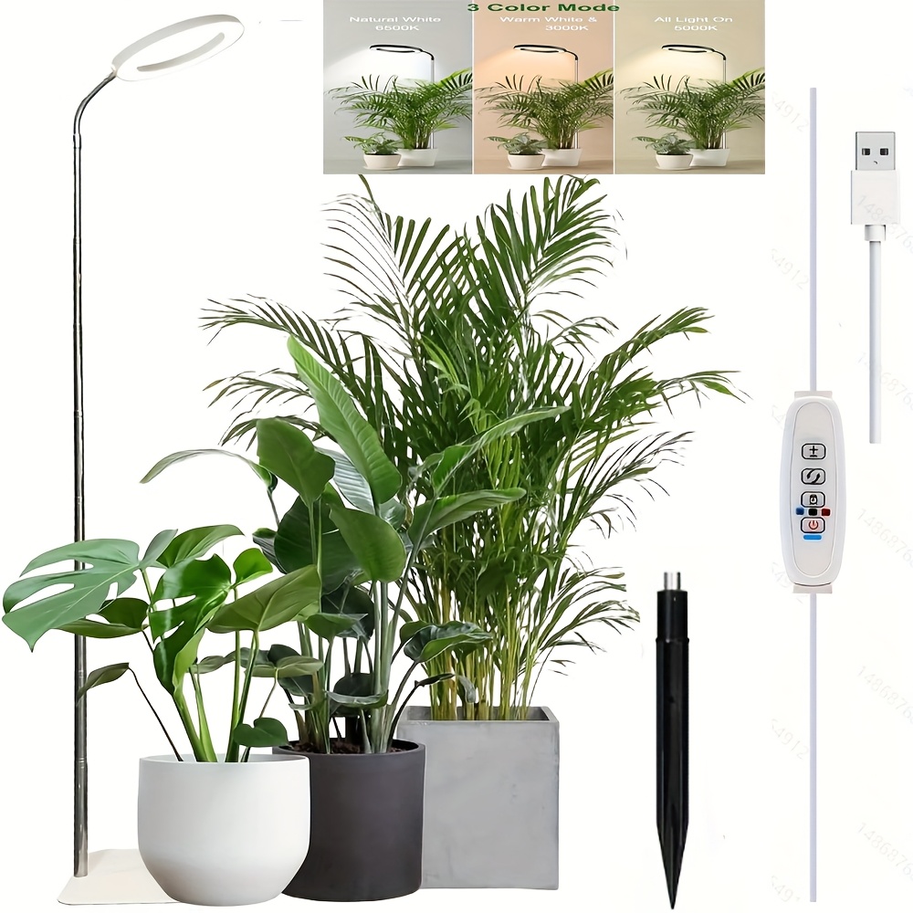burle marx flame variegata Monstera Burle Marx Flame XXL