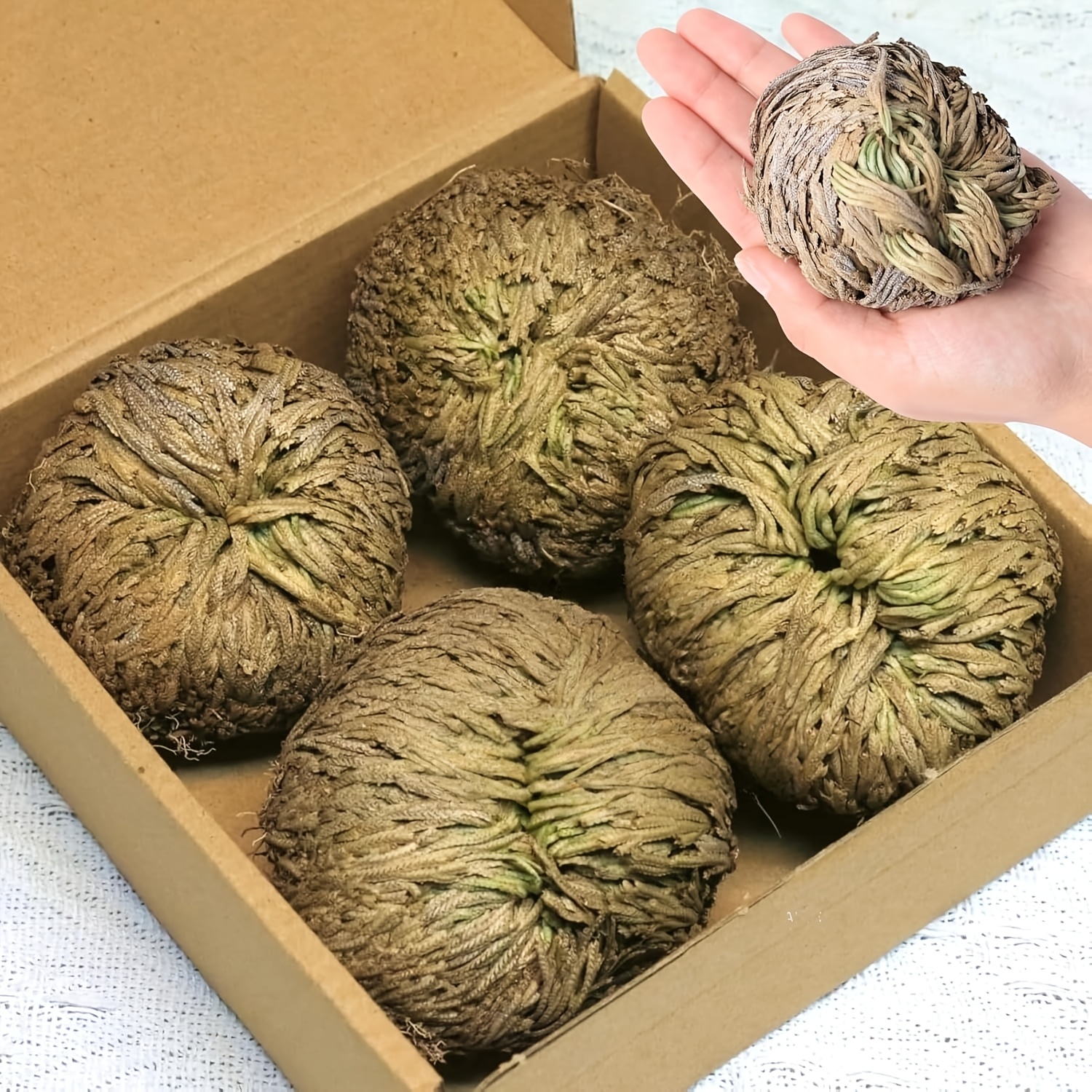 Image of 6-pack Large Premium Dried Flowers Rose Of Jericho Selaginella Grass Pampas Decor Dried Fern Scale Leaf Plant Symbol Of And Ideal For Wedding Decoration And Spiritual