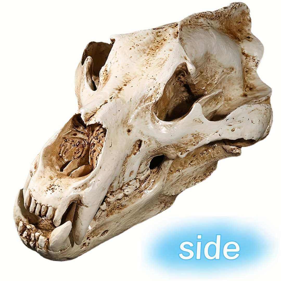 置物 polar bear skull Amazon.com: Polar Bear Skull Model - Life Size Resin Crafts Movie