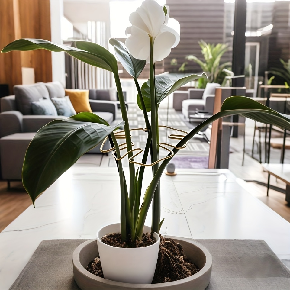 Plant Stem Support - Durable Monstera Stabilizer Grab Bar, Unique Climbing Plant Design, Turtle-Shell Bungie Kit, Ideal Plant Support for Healthy Growth, Decorative Plant Support