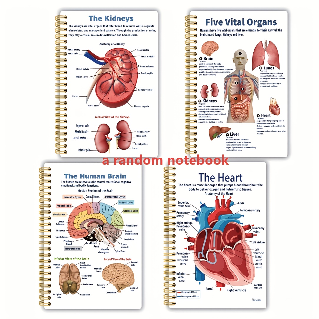 TEMU Random 1 Anatomical Human Organ Diagram Series Notebook, 13.97x21.08 Cm, 50 Double-sided Pages, Rounded Corners, Thickened Durable Cover, Ideal