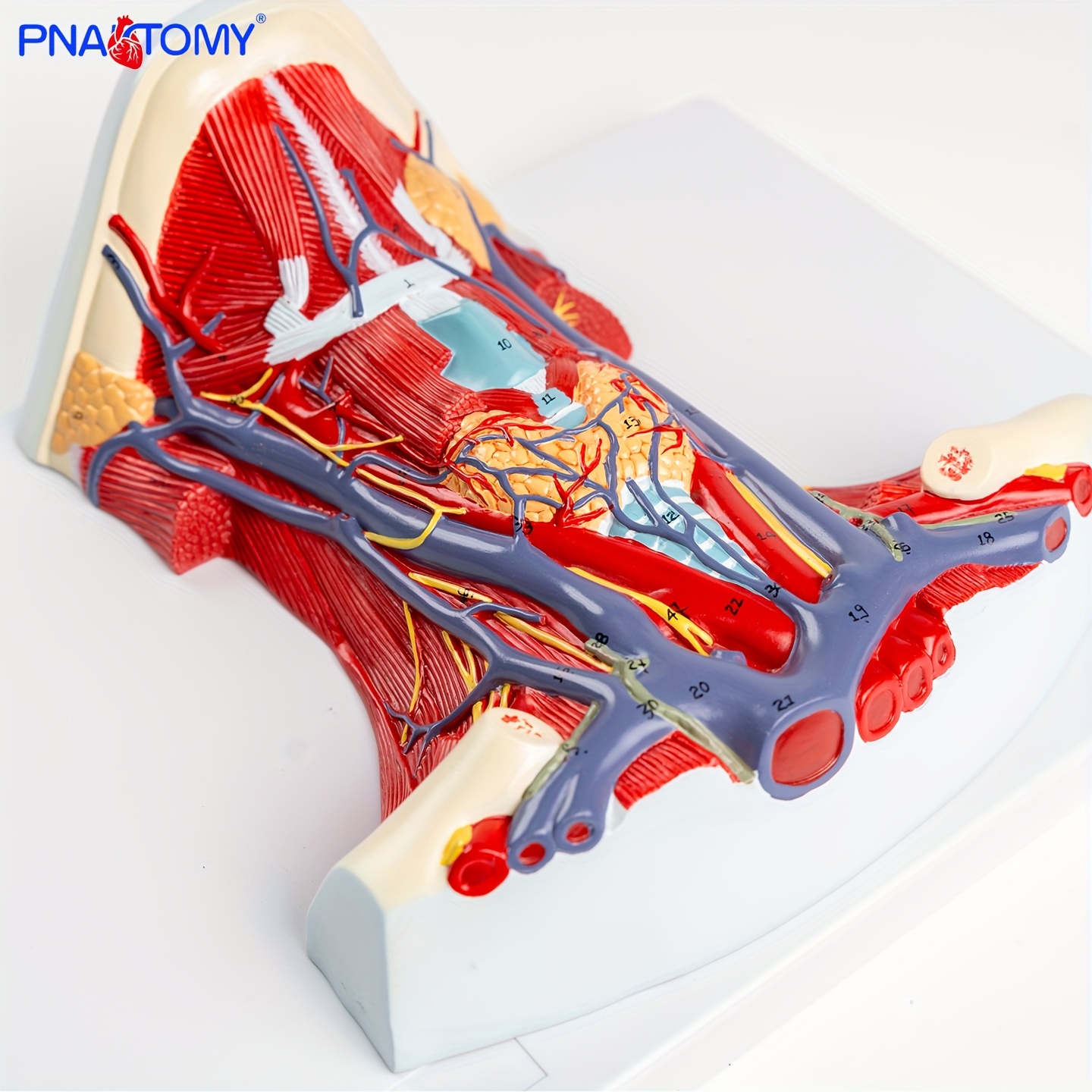 Cervical Model for Human Anatomy Teaching Aid – CRAZE