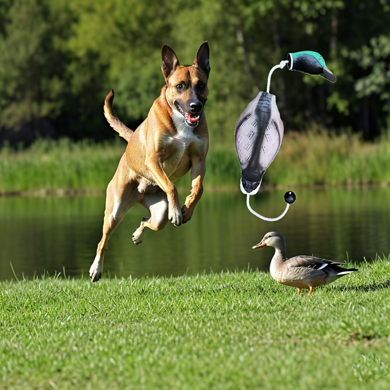 durable eva hunting training dog pattern Temu Norway