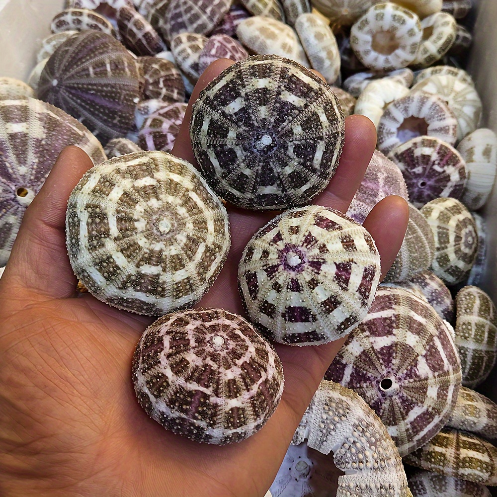 

Set Of 4 Natural Sea Shells For Diy Decor, Picture Frames, Table Lamp Crafts, And Ornamental Accessories - Ba Gua Ocean Echinoid Shell Pack For Projects