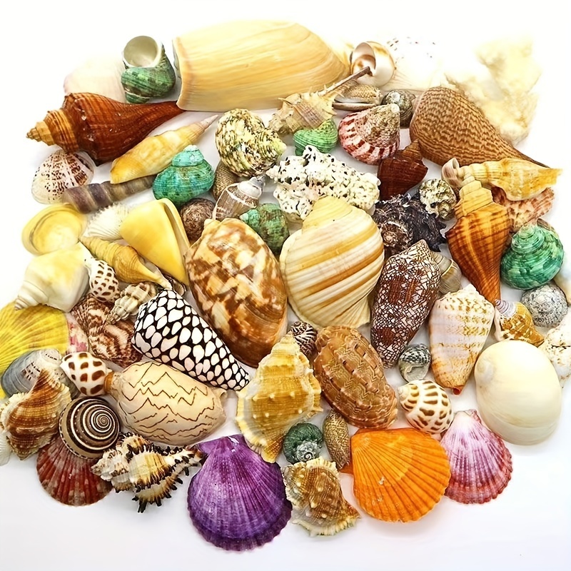 

2.2 Lb Of Large Beach Shell Set Styles Of Mixed Shells Conch Shell Aquarium Fish Creative Dlymaterials, Social Class Materials