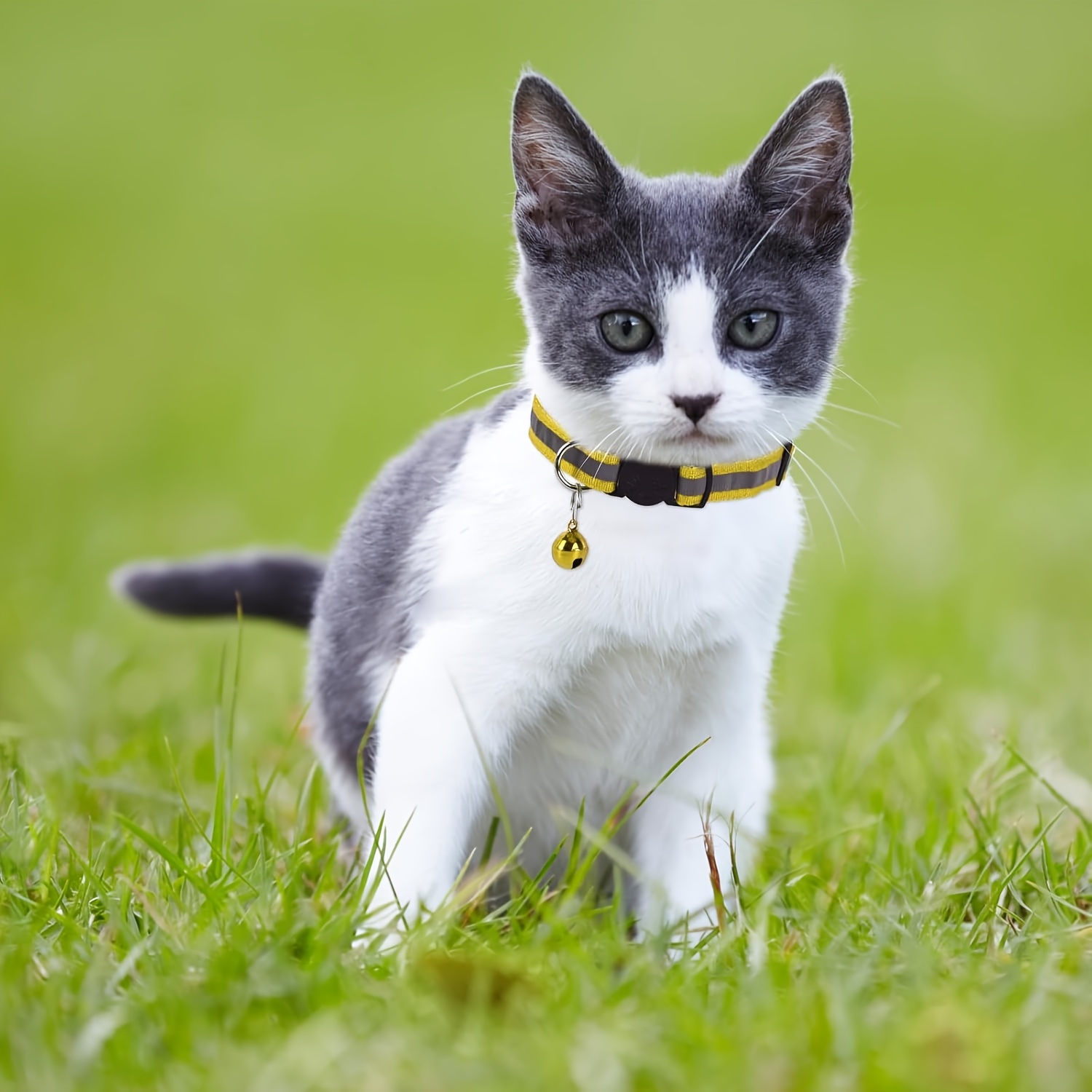 1/3/5 stck sicherheits halsband katzen glocken  - Temu Germany