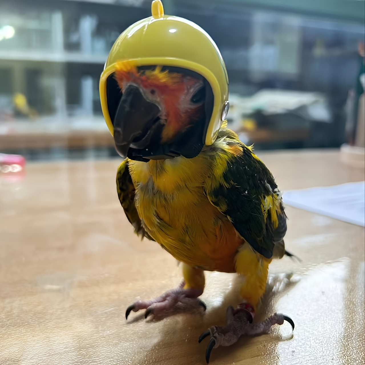 Pet Chicken Helmet | Bird Head Helmet | Pet Supplies | Pet Hard Hat | Hat Headgear - Chicken
