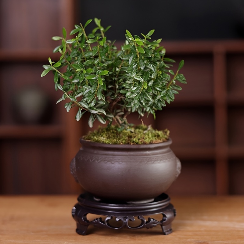 

Ceramic Oval Plant Pot With Saucer And Carved Design - , Lightweight, Suitable For Indoor And Outdoor