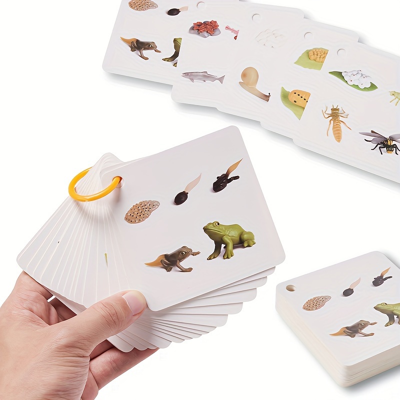 

Growth Cycle Cards Of 34 , Panda, Dinosaur, Crocodile, , Etc., Double-sided Color Printing, With Storage Ring