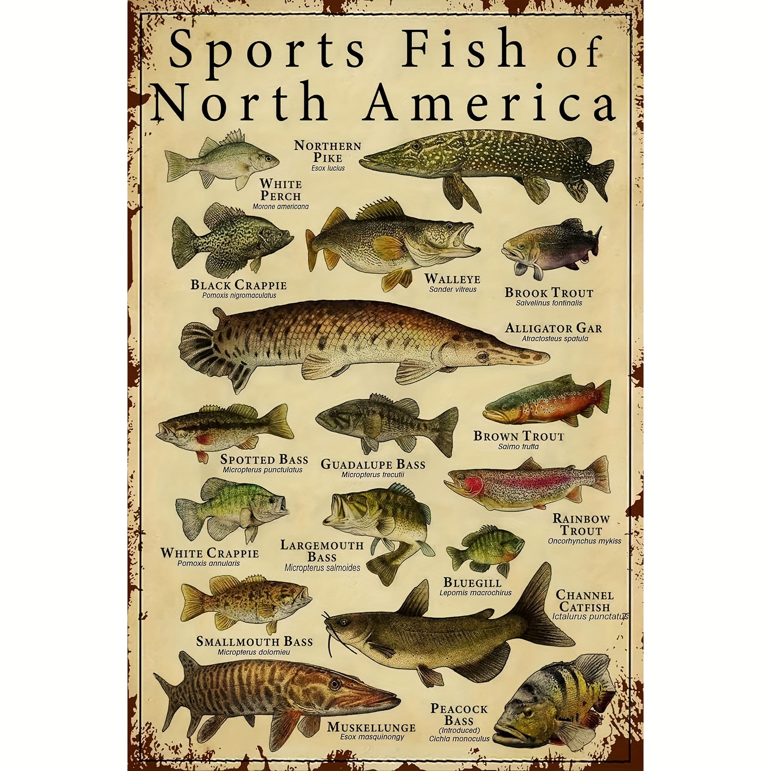 

Metal Fish Knowledge Wall Art Plaque - North American Sport Fish Poster - Educational Hunting Decor For Living Room, Bathroom, Kitchen, Dining Room - Ideal Gift For Fishermen