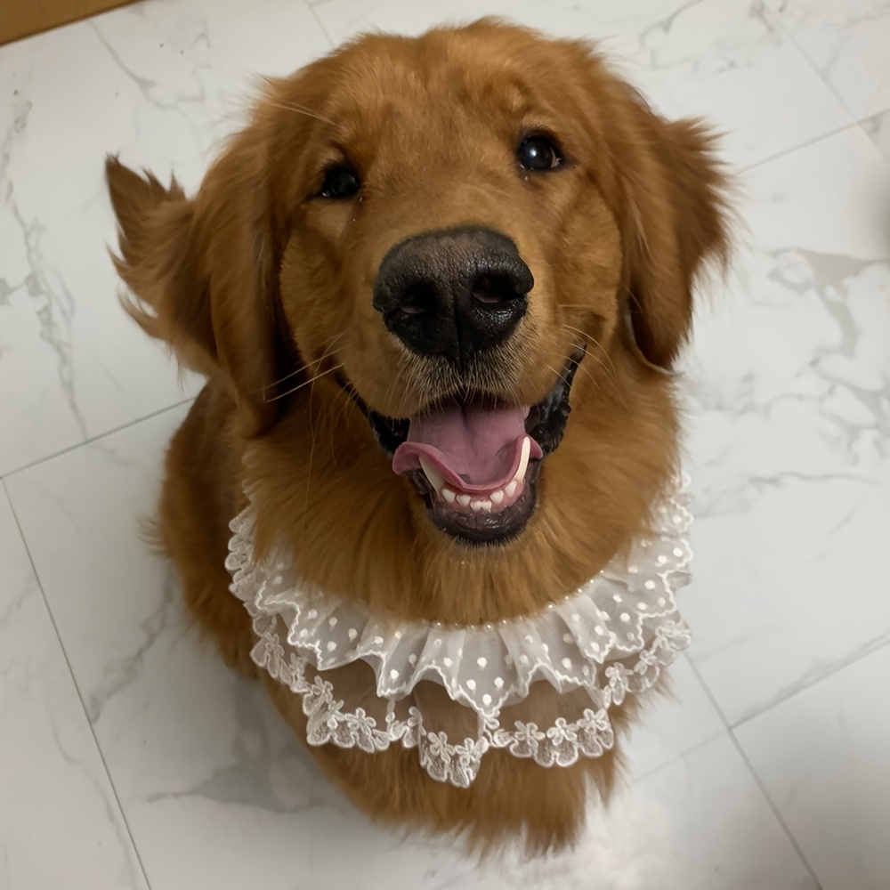 romantic white lace pet scarf cute wedding dress style dog - Temu Germany
