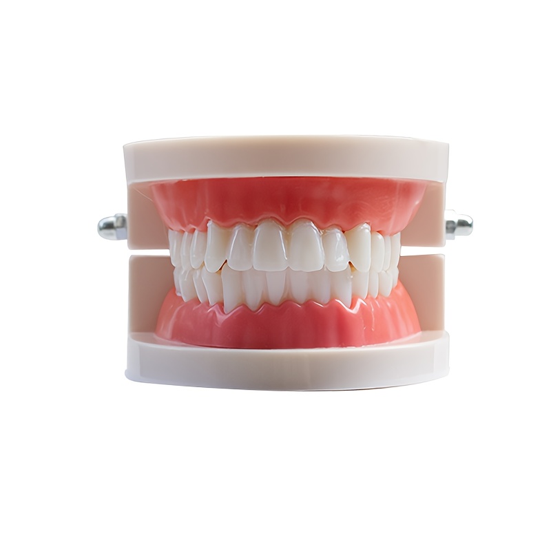 Resin Model, Standard Model, Kindergarten Practice Teaching Oral Model