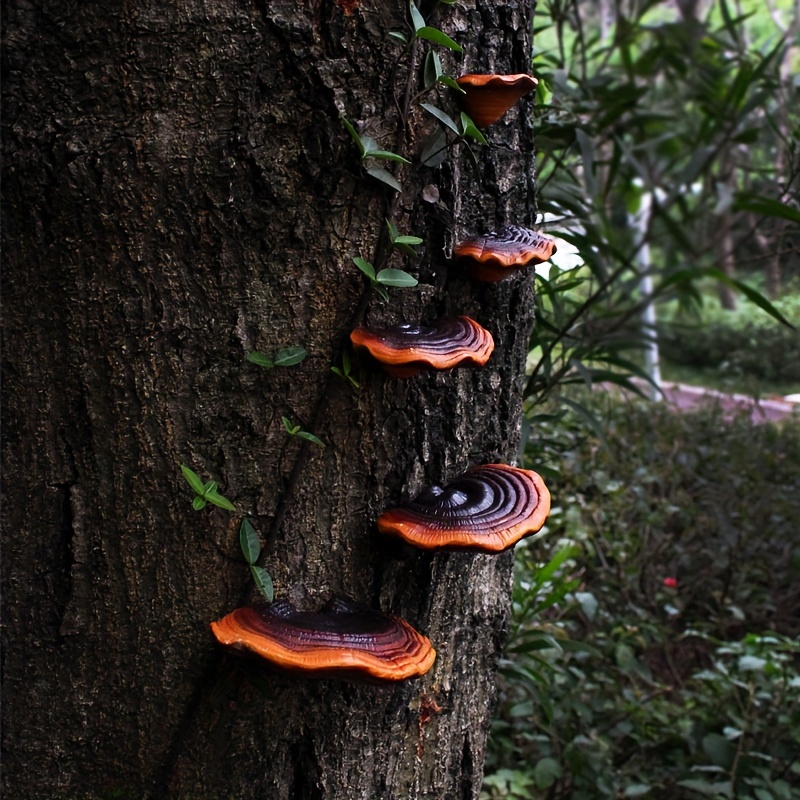 Image of 5pcs Resin Mushroom Rack Wall Decoration - Cute Mushroom Rack Suitable For Home Kitchen And Bedroom Decor, Wall Floating Rack For Outdoor Trees, Wall Decoration, And Gift Mushroom Shaped Resin Rack