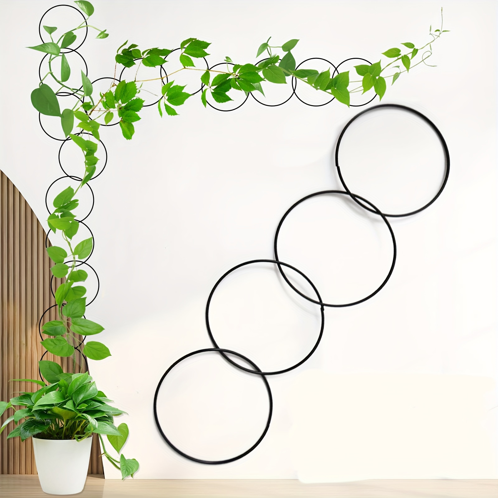 serissa bonsai pflege Serissa Japonica Bonsai | Care Guide and Pro Tips - Delivery from Toronto  across Canada