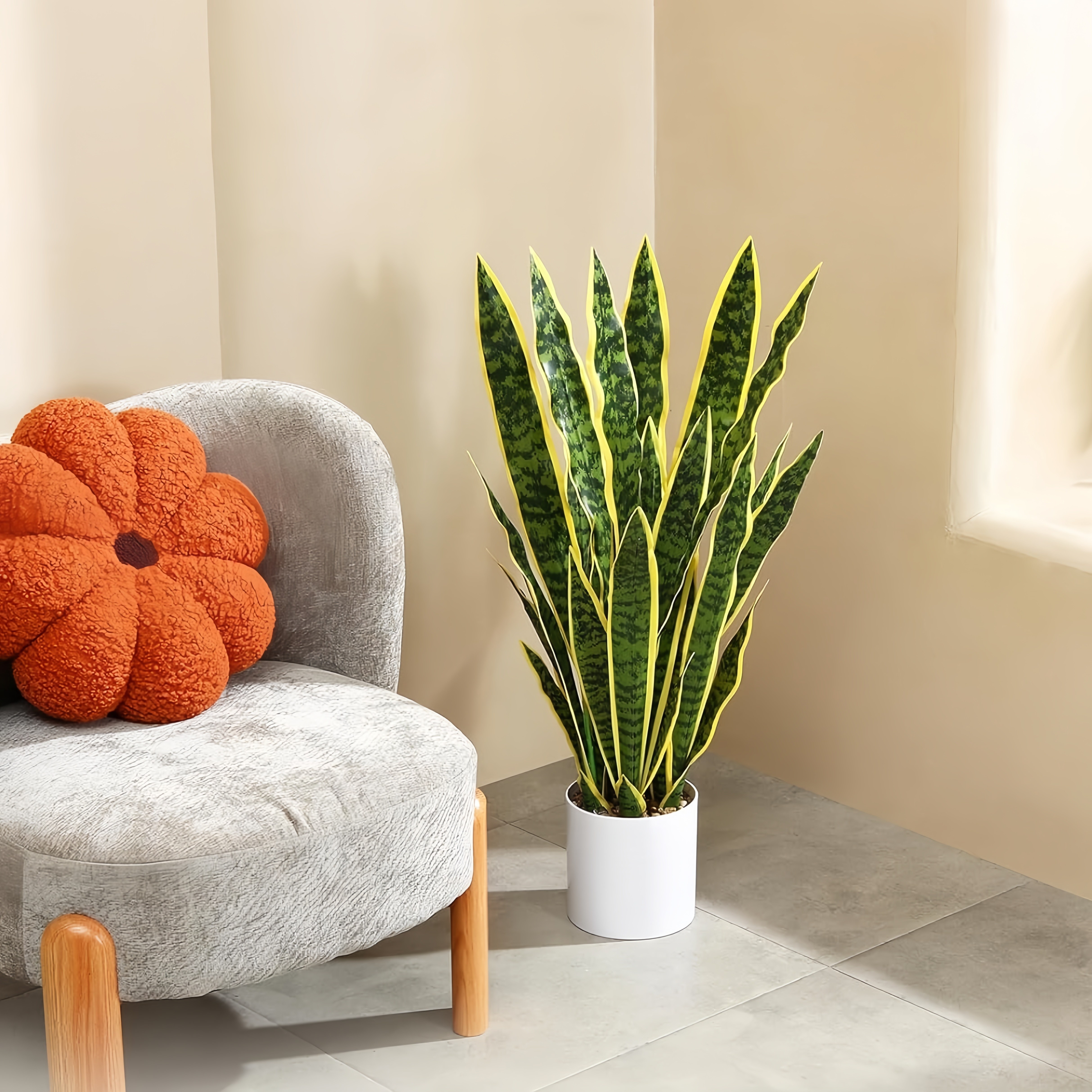 air plant succulent Free