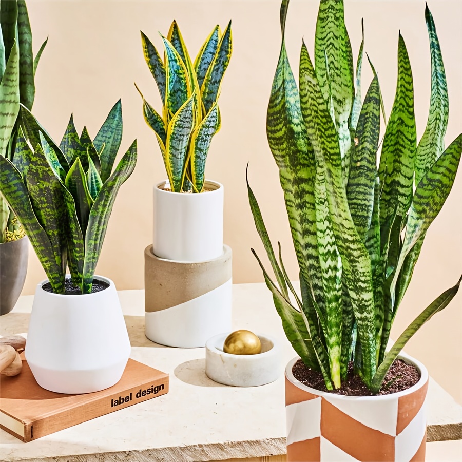 haworthia succulent plants Haworthia Zebra Plant: Funky & Unique Succulent - Pet-friendly Plant for  Cats & Dogs - (3.5")  Haworthia Fasciata - Easy Plant Care