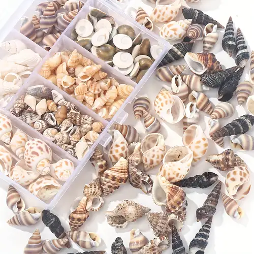 50 Pcs Perles Cauris Naturelles - Coquillages Pour Bijoux, Décoration Aquarium, Vase Et Artisanat Plage