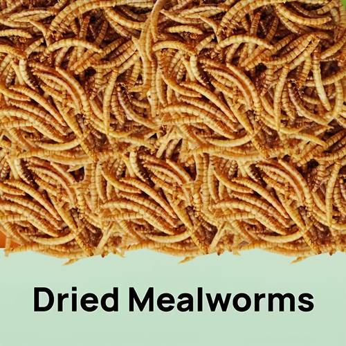 multiple specifications high protein dried yellow chicken feed natural high suitable for reptiles chickens birds and small pets chicken product clearance