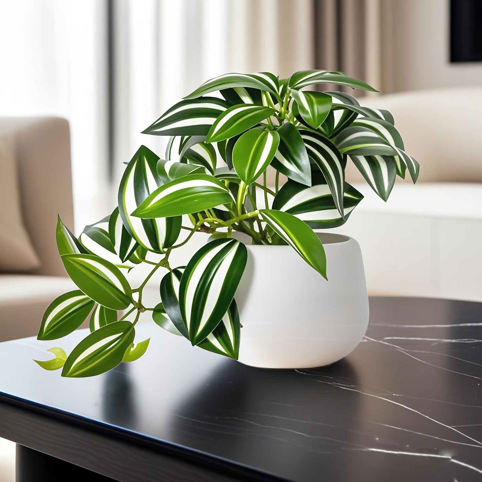 philodendron ring of fire Philodendron Ring of Fire Variegated main image 1