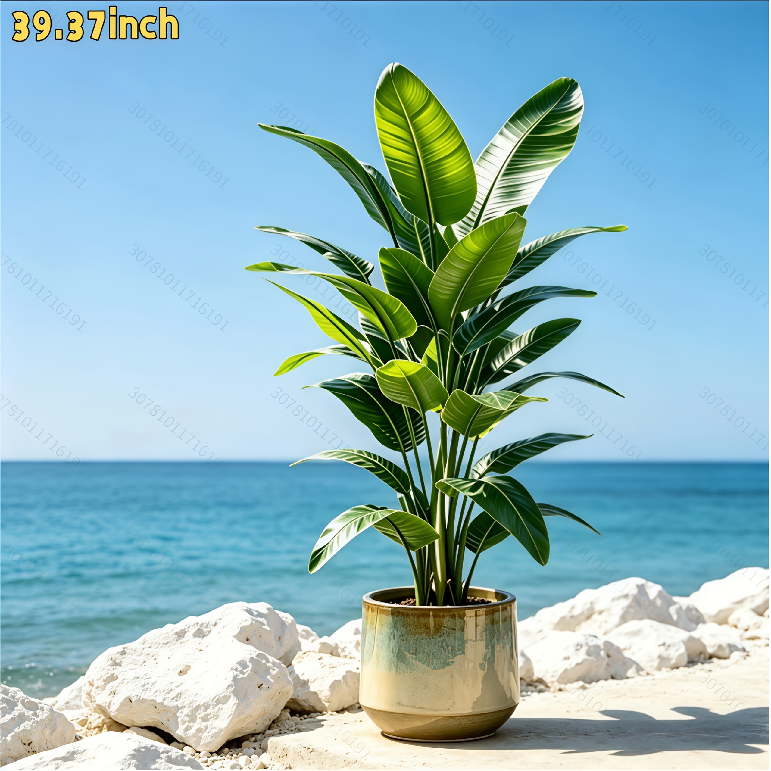 cactus outdoors Brazilian Blue Cactus main image 1