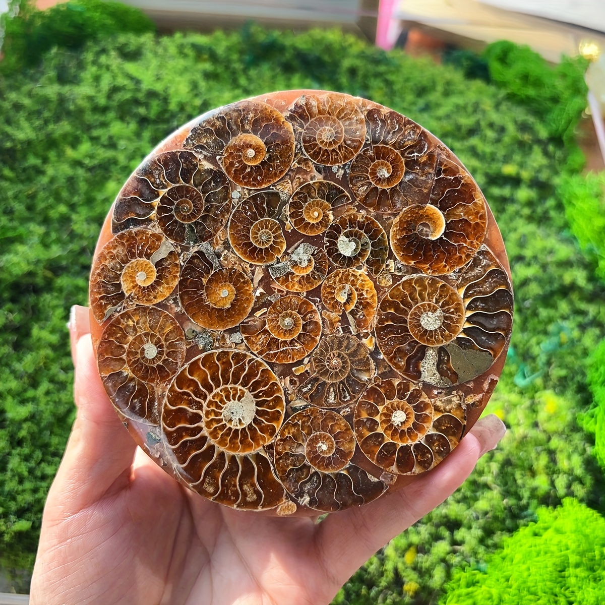 

Assorted Varieties 1pc: Natural Ammonite Fossil Round Platter - Healed Crystal Gemstone Collection