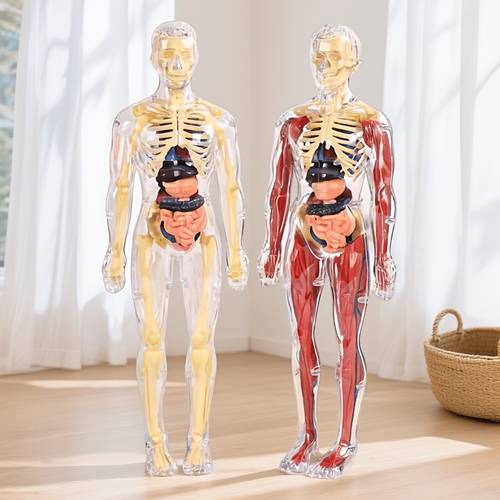 disassemblable and assemblable model with full skeleton organs 3d skeleton anatomy simulation and toy